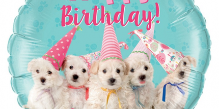 Balon folija - Labradoodle